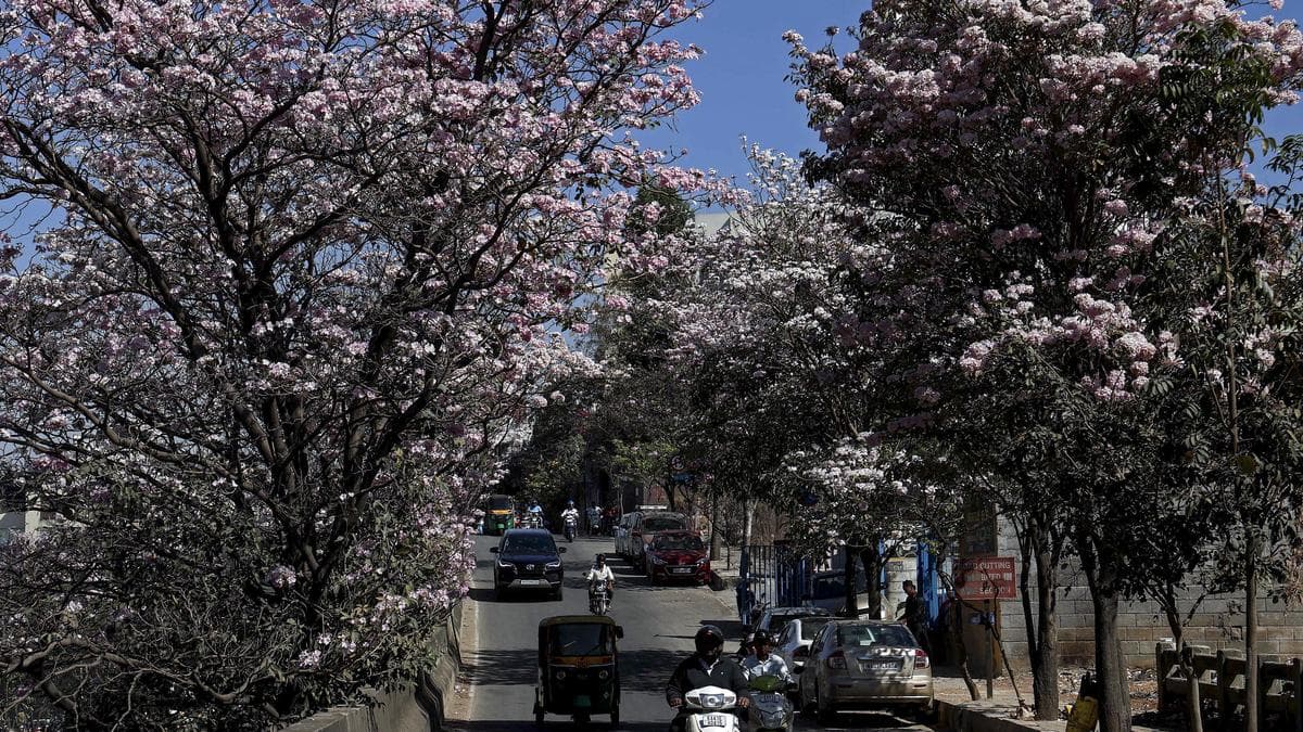 A map to guide you to places in Bengaluru where pink Tabebuia are in full bloom